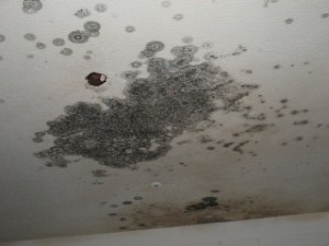 Visible Fungal Contamination prior to Remediation